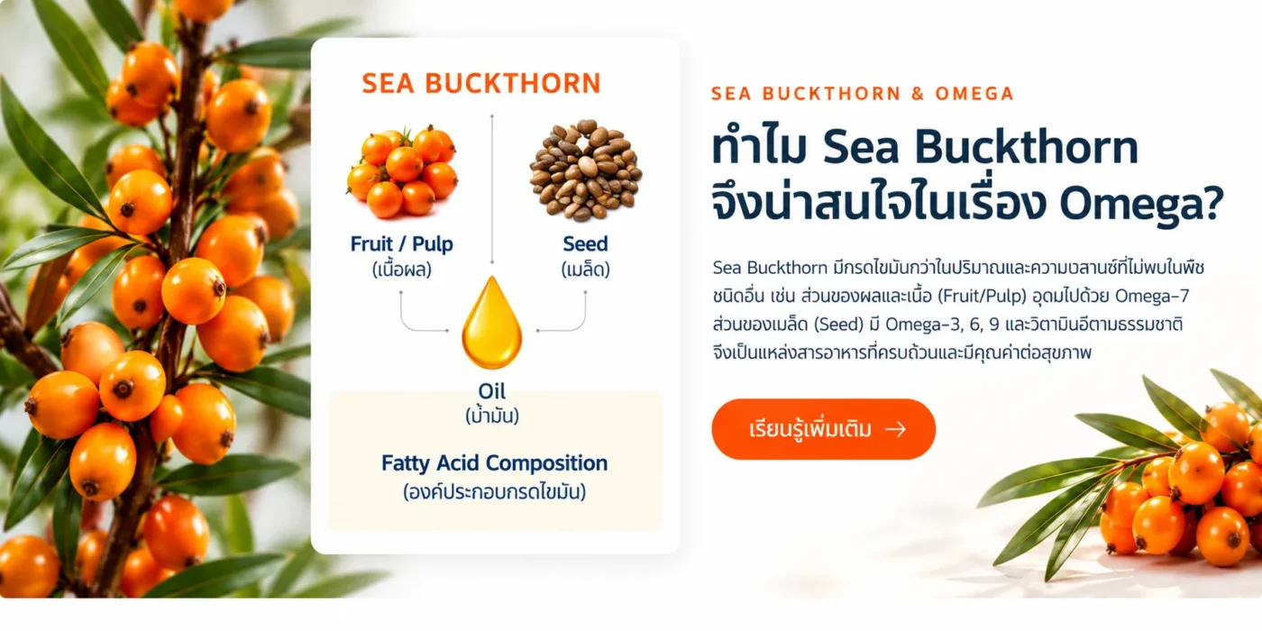 Sea Buckthorn เกี่ยวข้องกับ Omega-7 อย่างไร?
