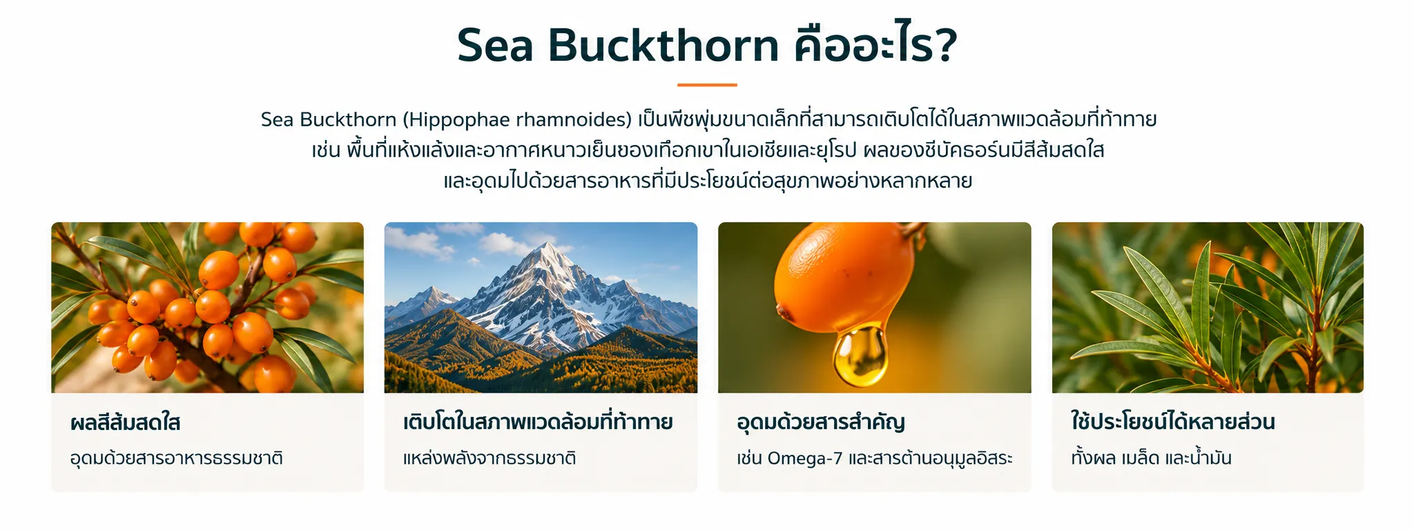 Sea Buckthorn คืออะไร?