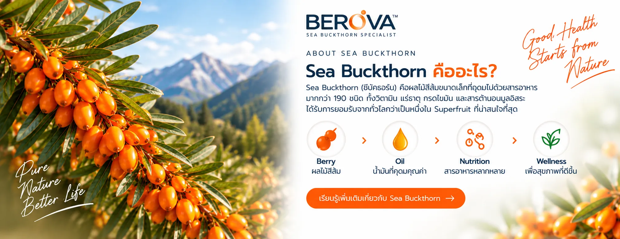sea buckthorn คืออะไร