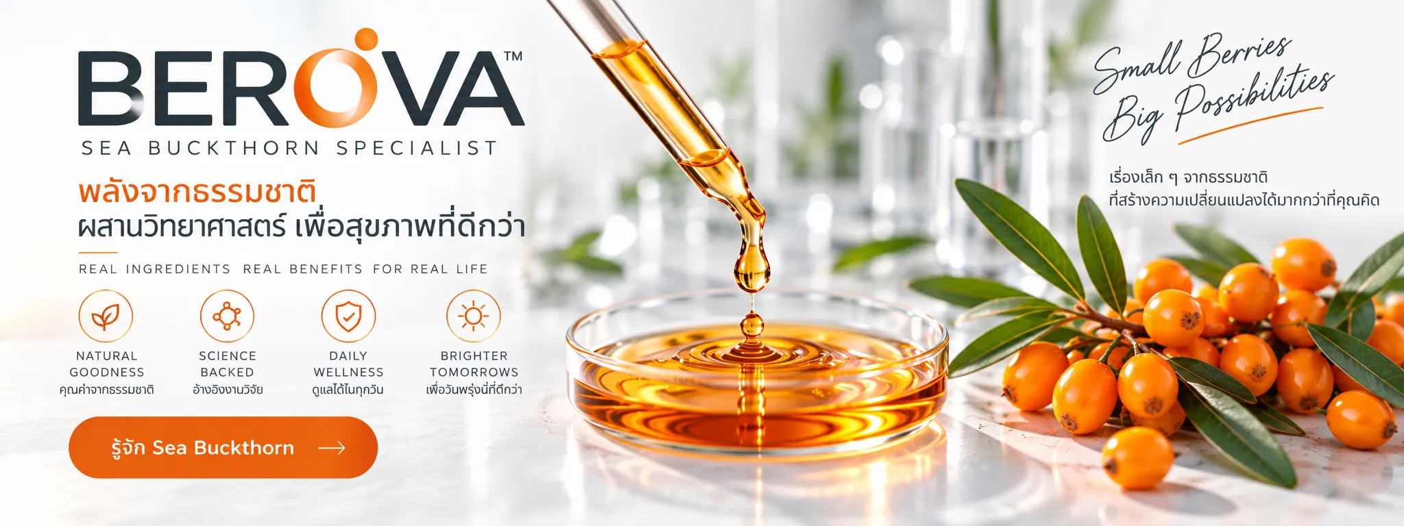 Sea Buckthorn Oil และผล Sea Buckthorn – BEROVA Sea Buckthorn Specialist