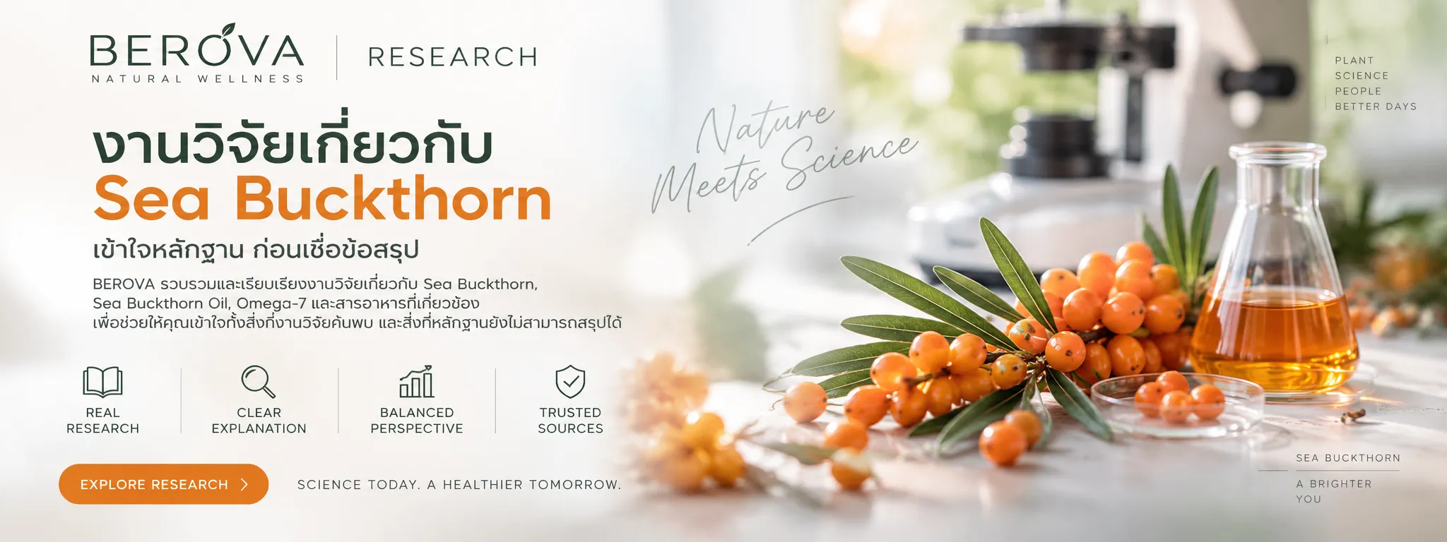 BEROVA Research งานวิจัยเกี่ยวกับ Sea Buckthorn