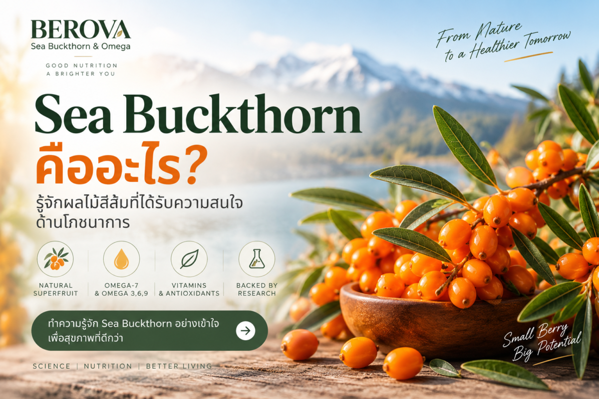 Sea Buckthorn ผลสีส้มและบทความ Sea Buckthorn คืออะไร โดย BEROVA