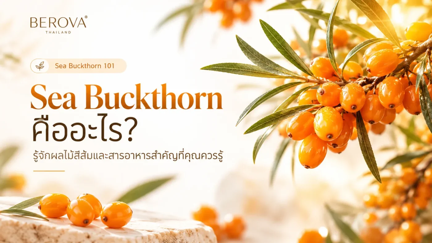 Sea Buckthorn คืออะไร